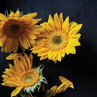 /media/export/cms/Aveda_Institutes/Landing_Page/Roundels/AVEDA INSTITUTES_BOOK A SERVICE ROUNDEL_342x342.jpg